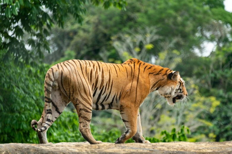 a tiger walking around in the grass near trees
