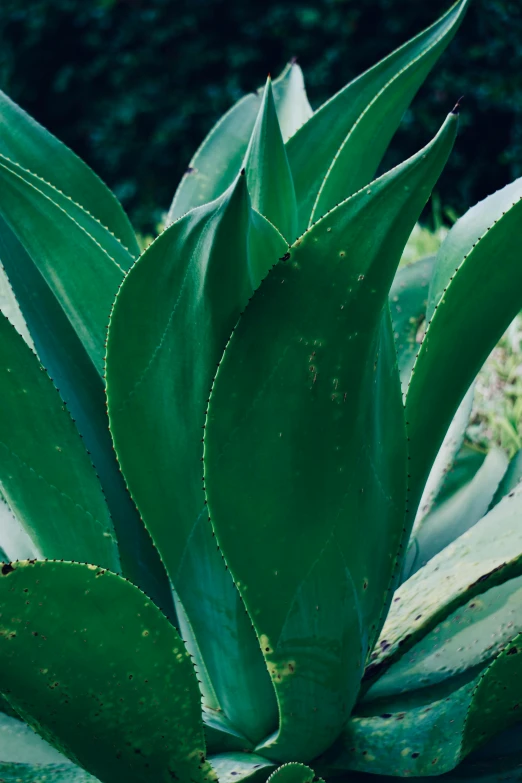 the green leaves on a plant are wilting