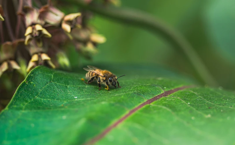 bee collecting nectars from the leaves on a flower