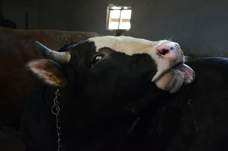 a black cow with a white  being held up