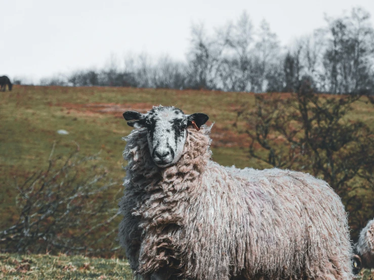 a gy wooly sheep stands on an open grassy field