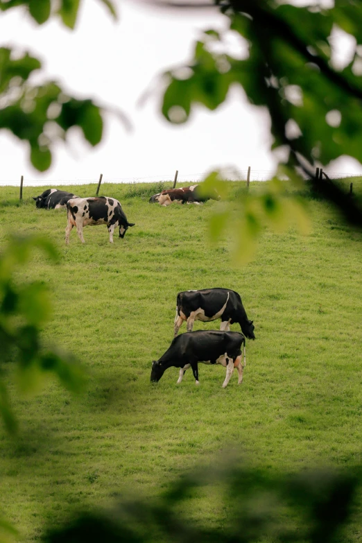 cows and a calf graze in a field