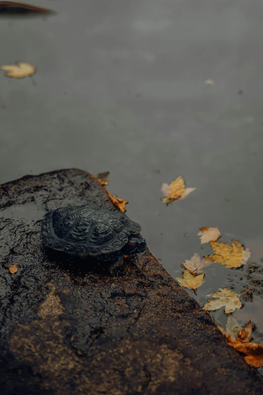 an interesting looking rock is standing in some water