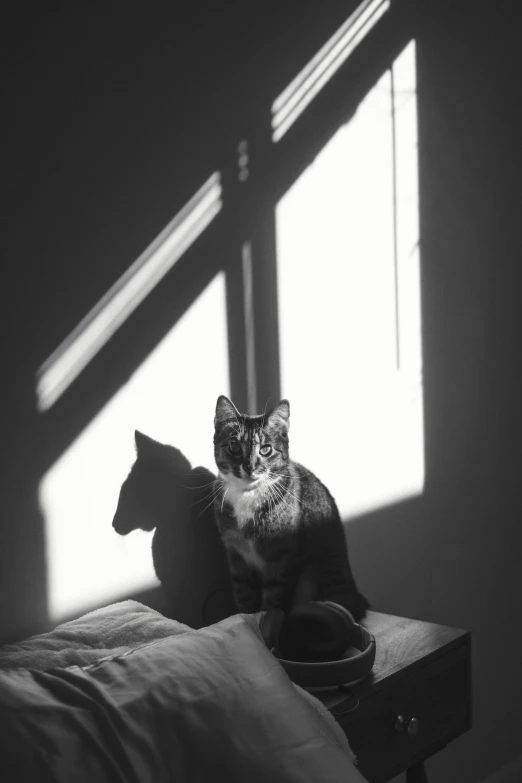 cat sitting on a chair in a dark room