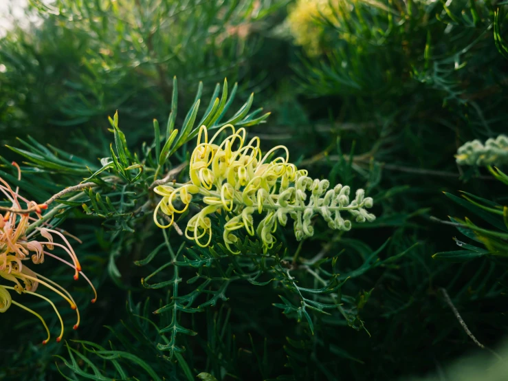 bright colored flowers blooming among leaves on the nches