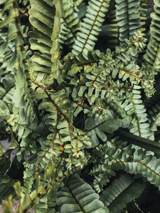 a lush green forest is filled with thin leaves