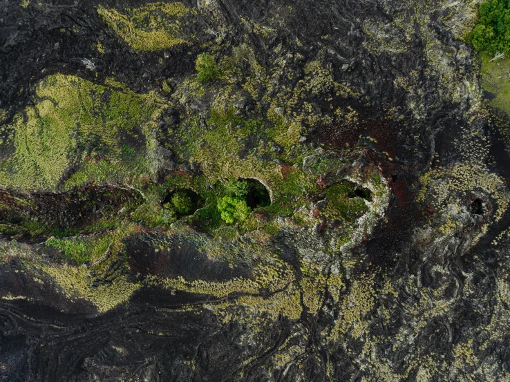 a bird's eye view shows a mossy rock, which is very green and black