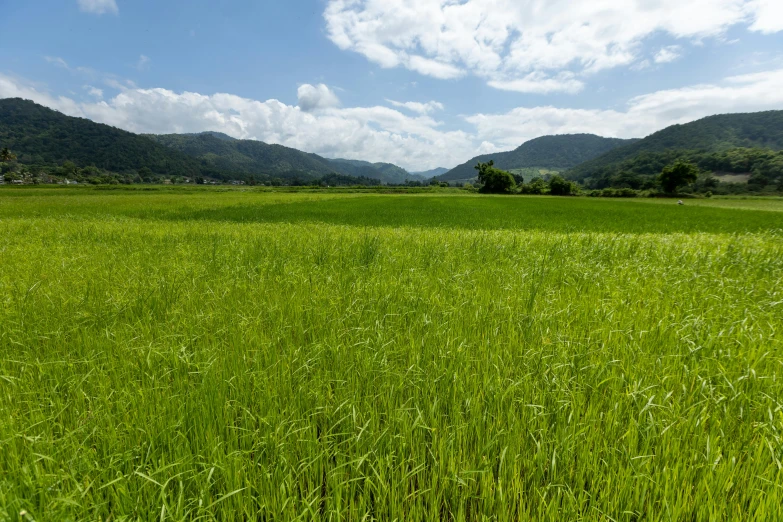 a lush green field of grass with mountains in the distance