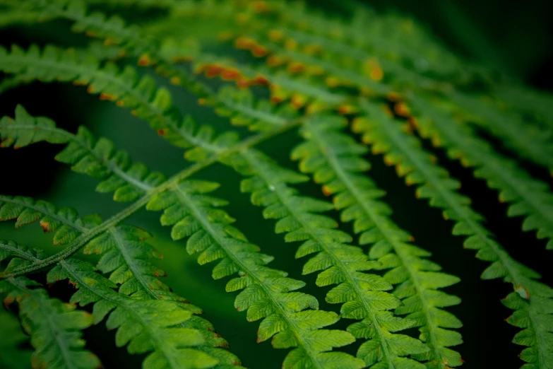 a close up of a green leaf with many small red drops