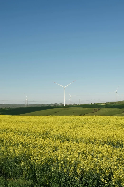 wind turbines standing on the side of a green field