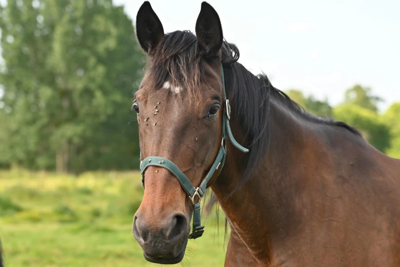 a closeup s of a horse's head with the bridle up