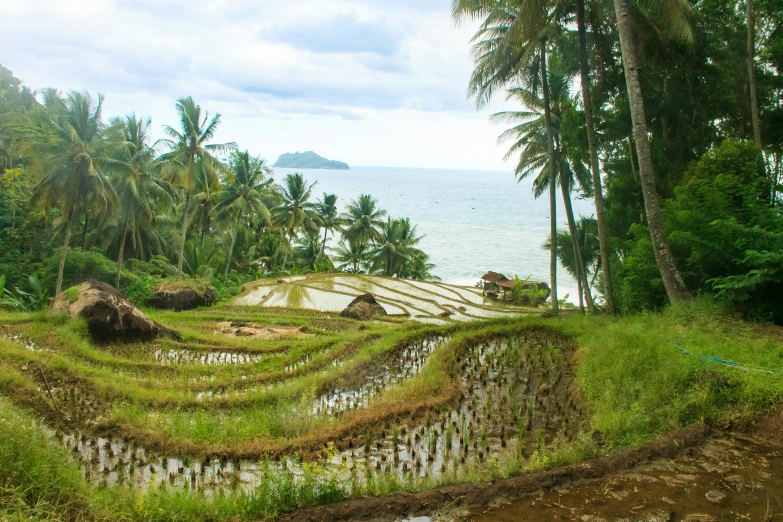 a grassy and palm - lined hill, filled with water