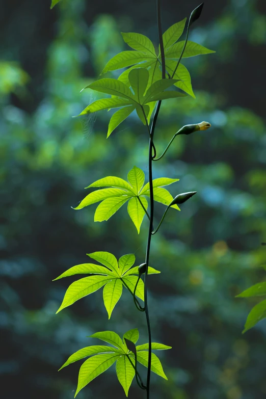 a plant with leaves is in the foreground