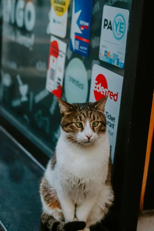 a cat sits on the ground outside a business