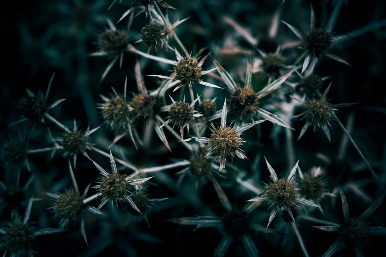 a thistle plant with brown tips and green tips