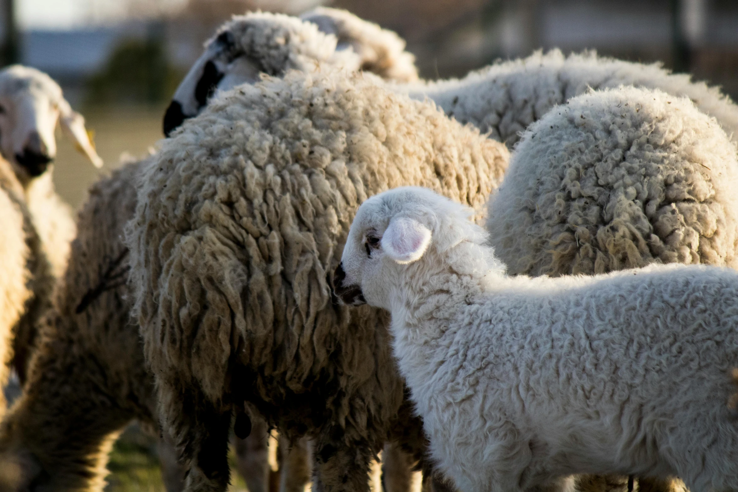 some very cute white sheep in a field