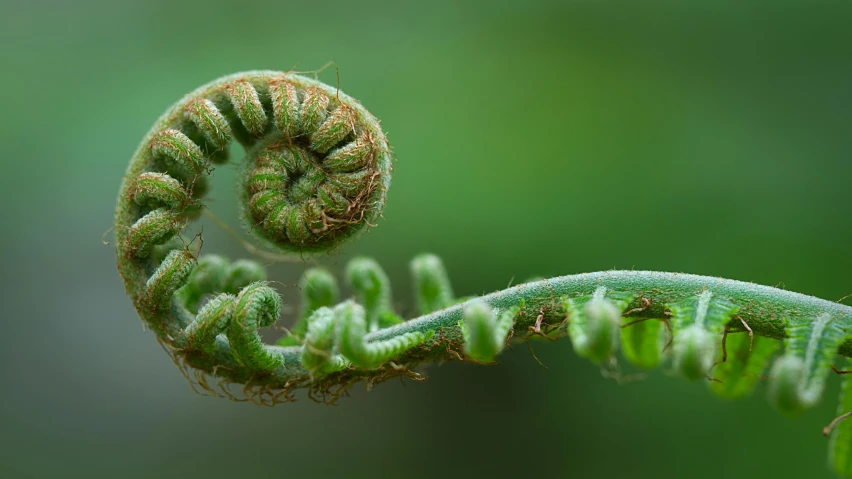 a caterpillar on top of a green plant