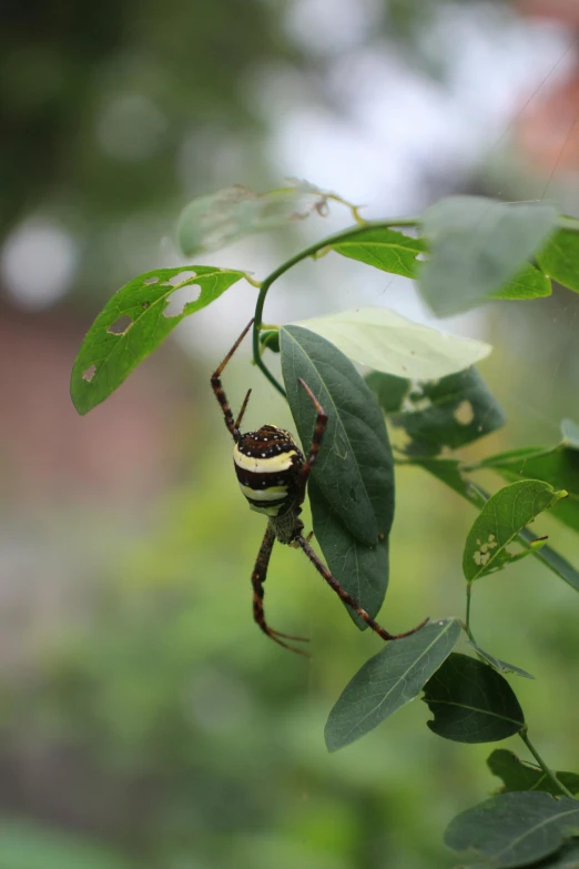 a striped spider hanging from the top of a leafy plant