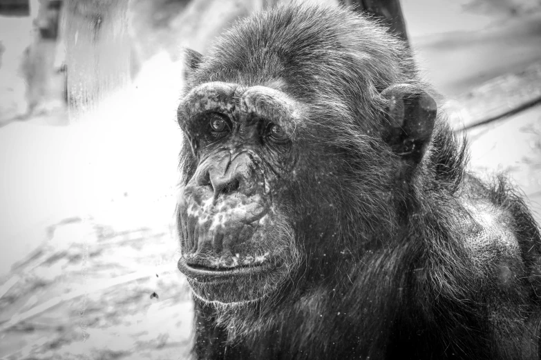 a black gorilla looking into the camera with another gorilla in the background