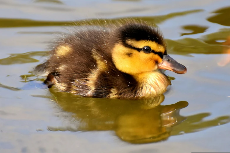 a duckling that is swimming in some water