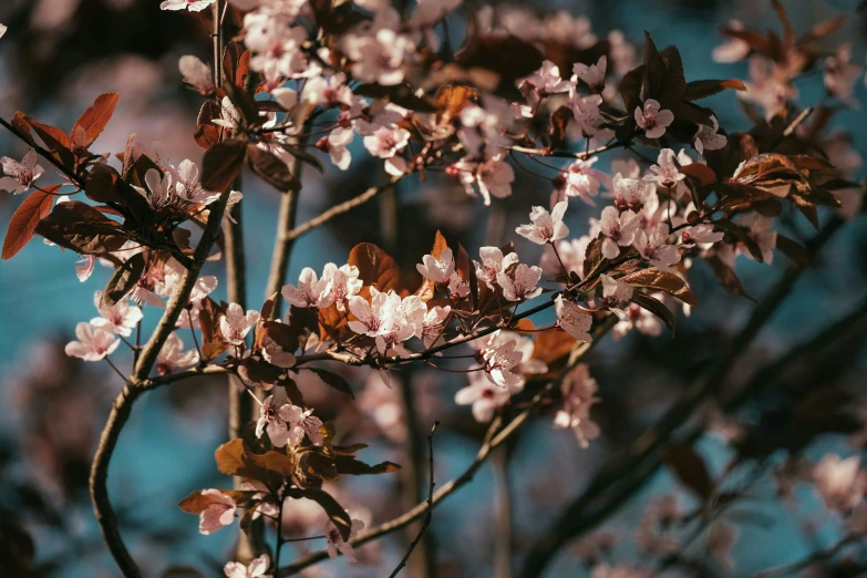 the flowers on the nches of some sort of tree