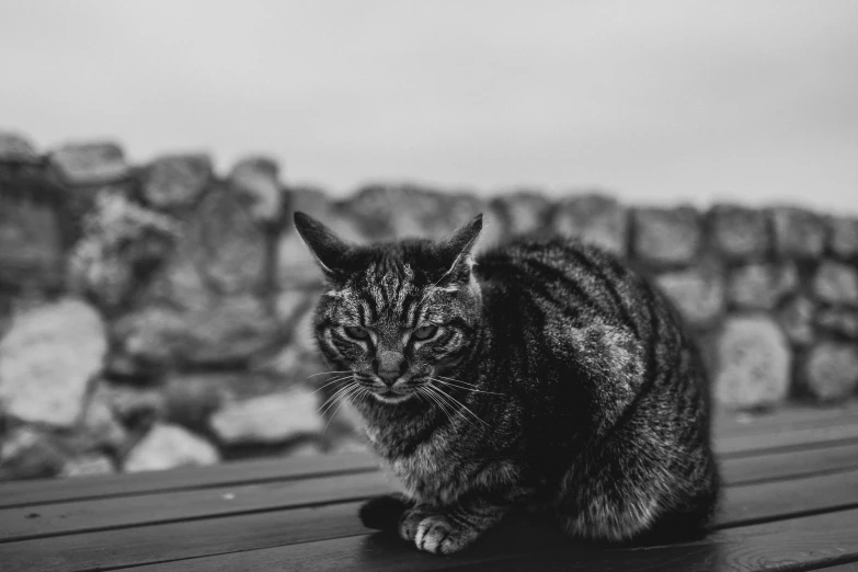 a black and white po of a cat outside