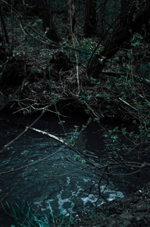 the stream is flowing through the woods next to it