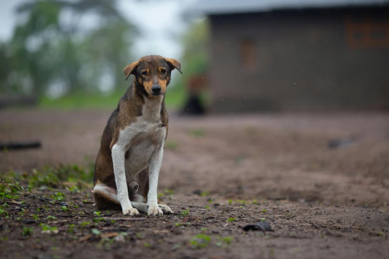 a dog sits in the middle of a dirt path