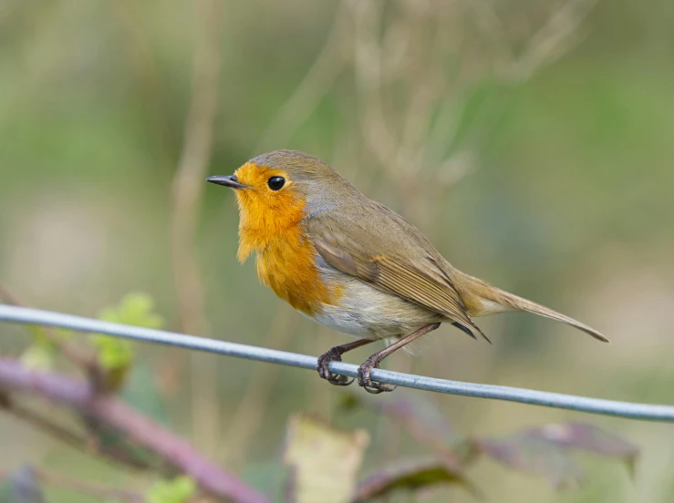 a red bird sitting on the edge of a wire