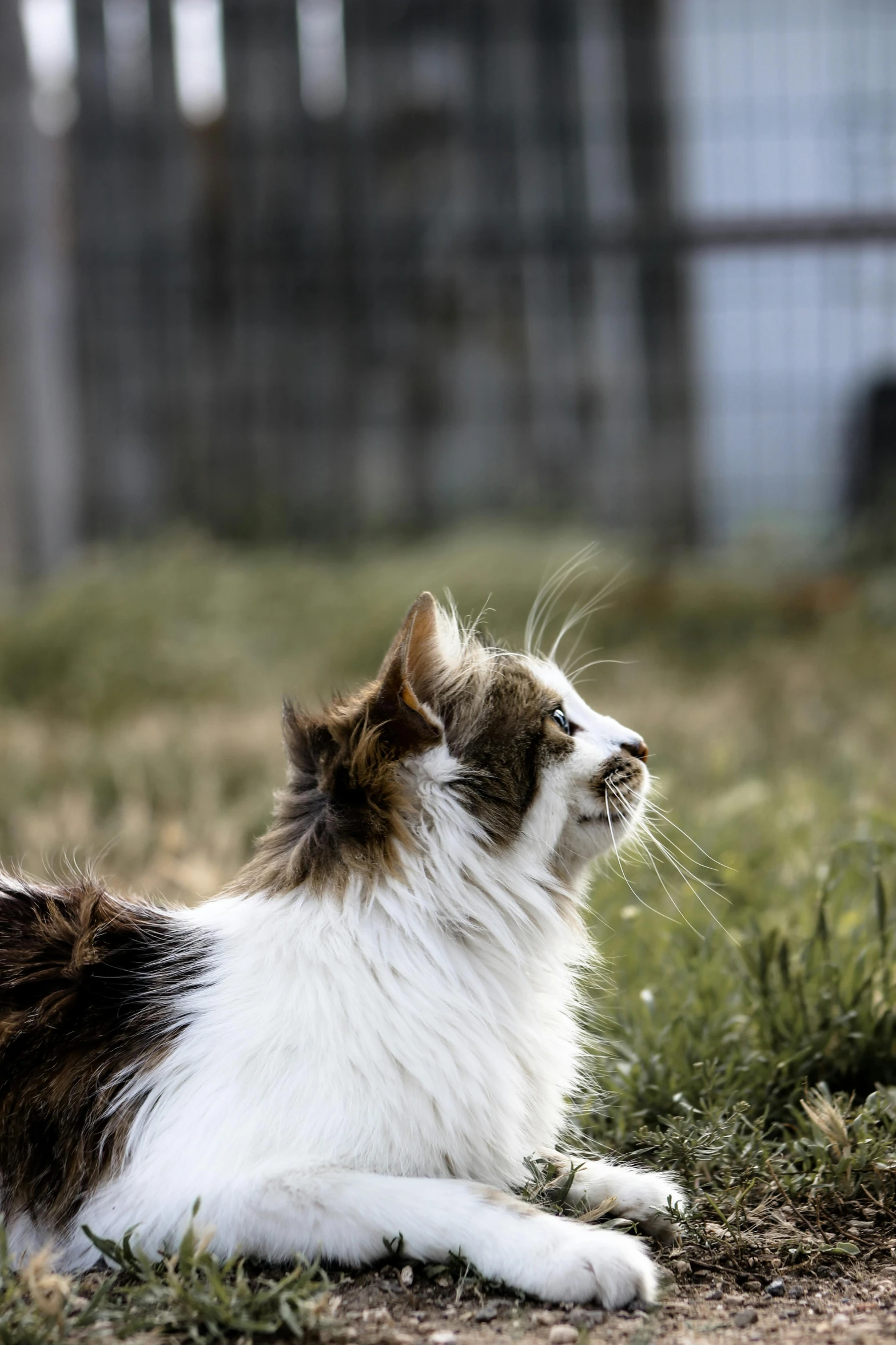 a cat sitting in the grass looking at soing