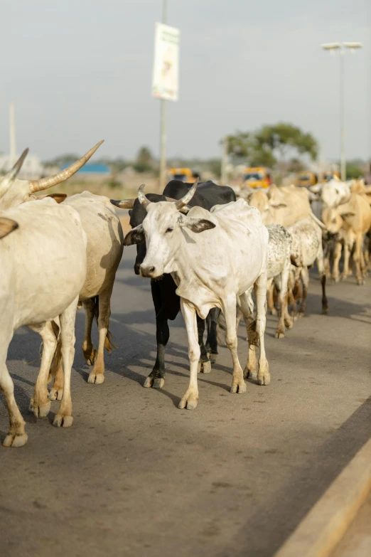 several cows walking down the street in traffic