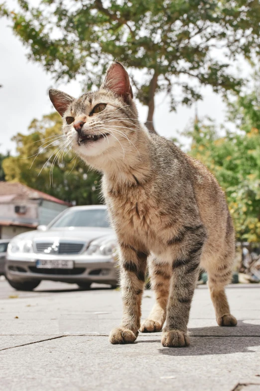 a cat is on the side of a road