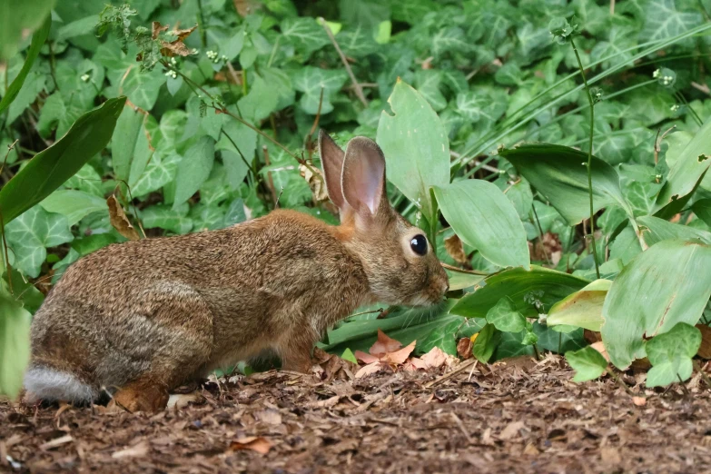 a rabbit is walking through the brown mulch