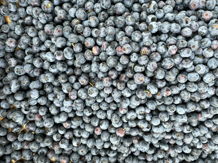 a bunch of blueberries is seen from above