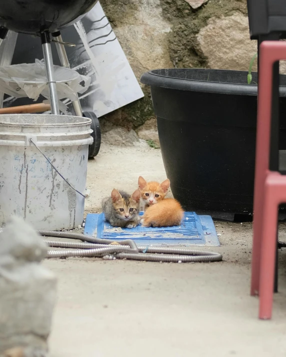 two small kittens laying on a small blue pad