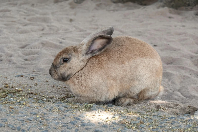 a brown bunny with long ears is sitting in the sand