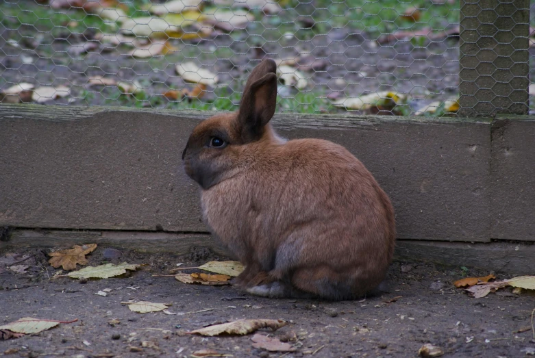 a brown rabbit sitting in front of a fence