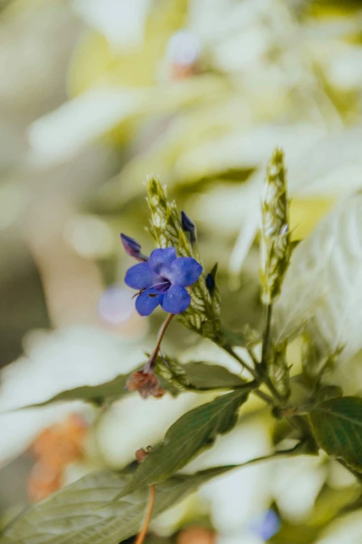 a little blue flower sits next to some leaves