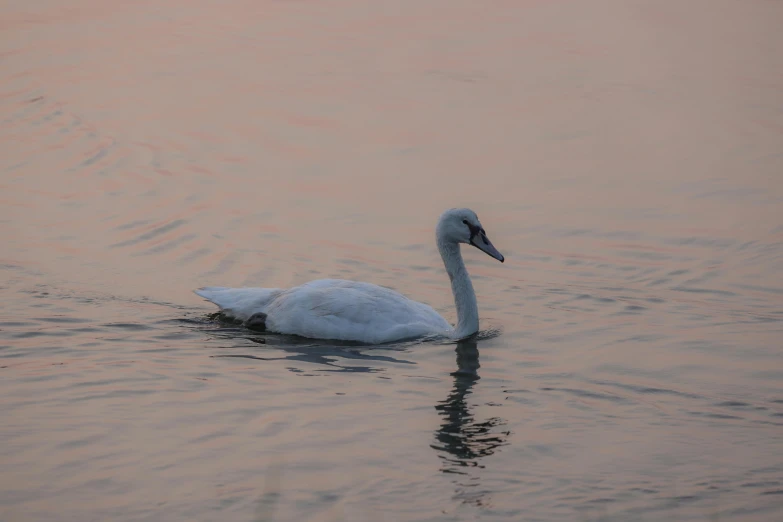 the swan is floating on the large body of water