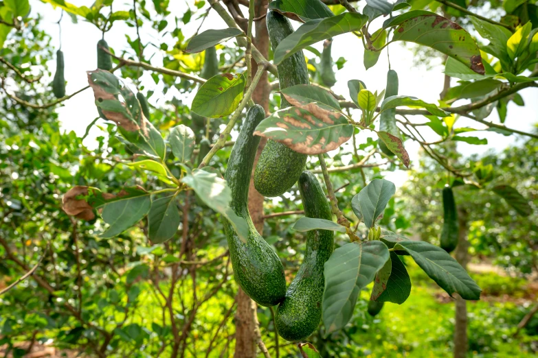 there is a very large and thick cucumber in the tree