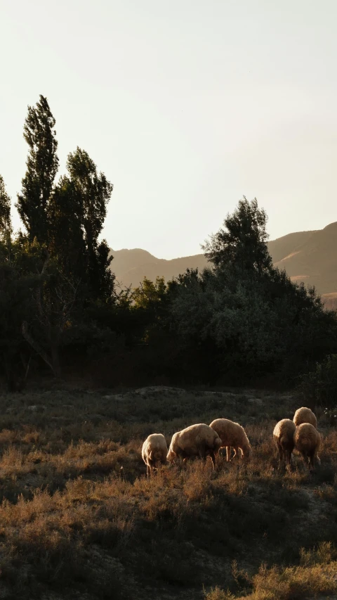 some sheep graze in the sun light on the field