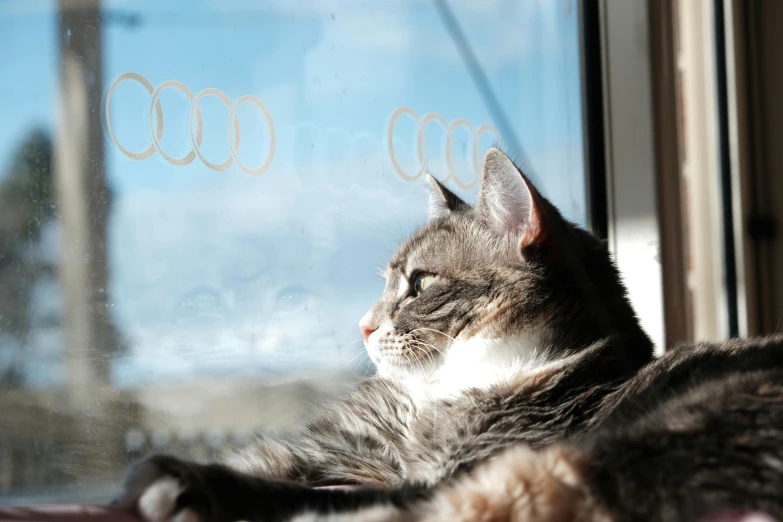 a cat is sitting in front of a window