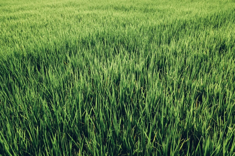 a green field with some green grass