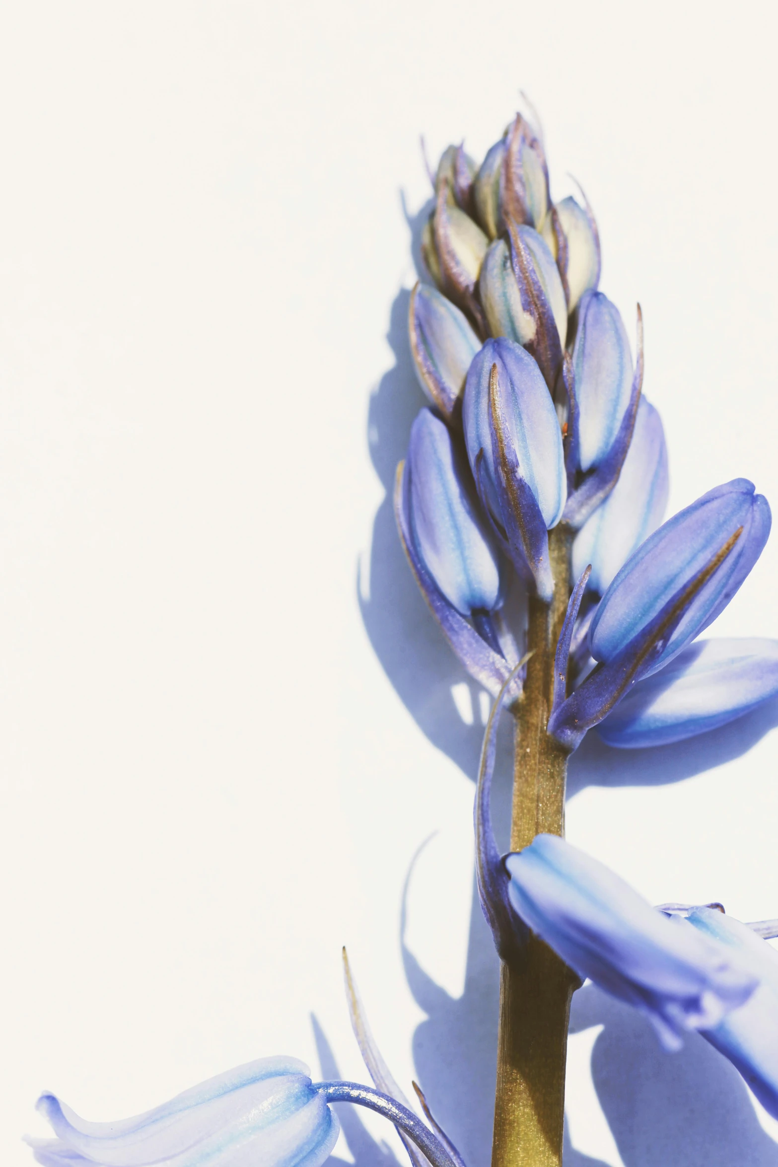 a large purple flower on a plant in the middle