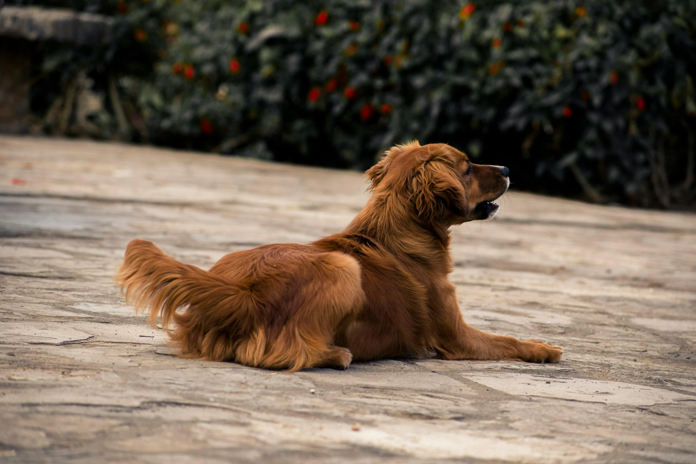 the brown dog is sitting down with his mouth open