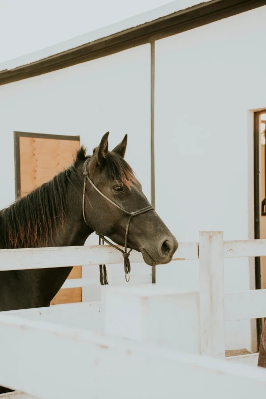 a brown horse standing in front of a white building