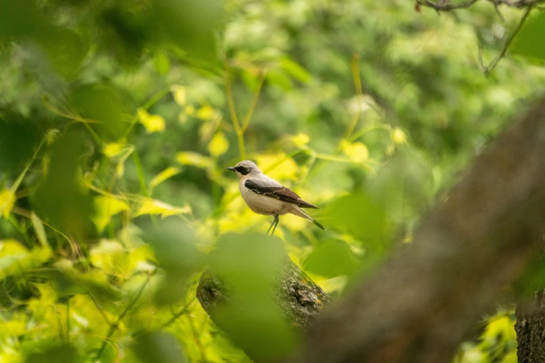 a bird perched on top of a tree nch