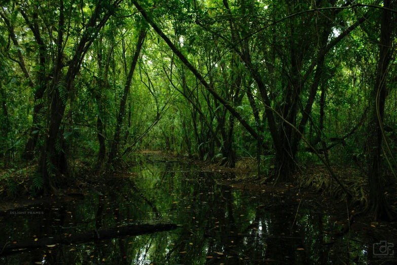 a small river in the middle of a forest