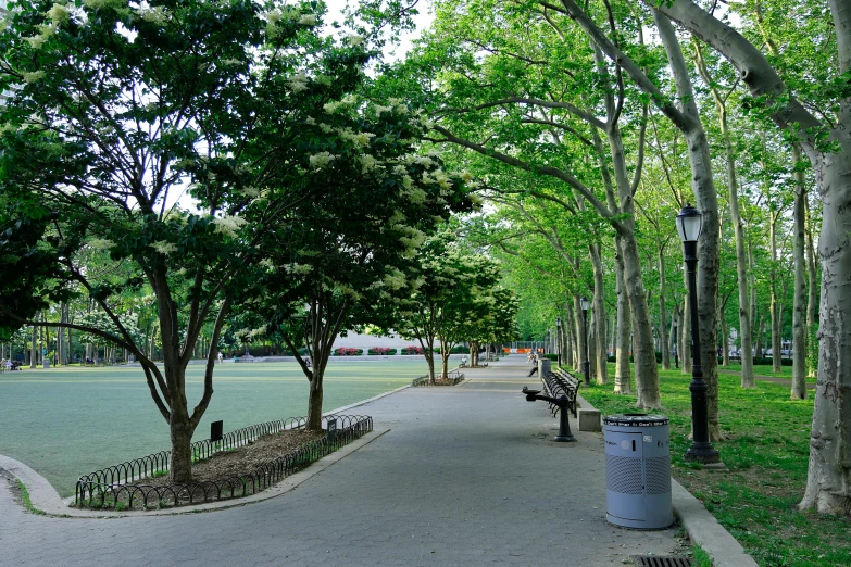 a long empty walkway between two trees lined with benches