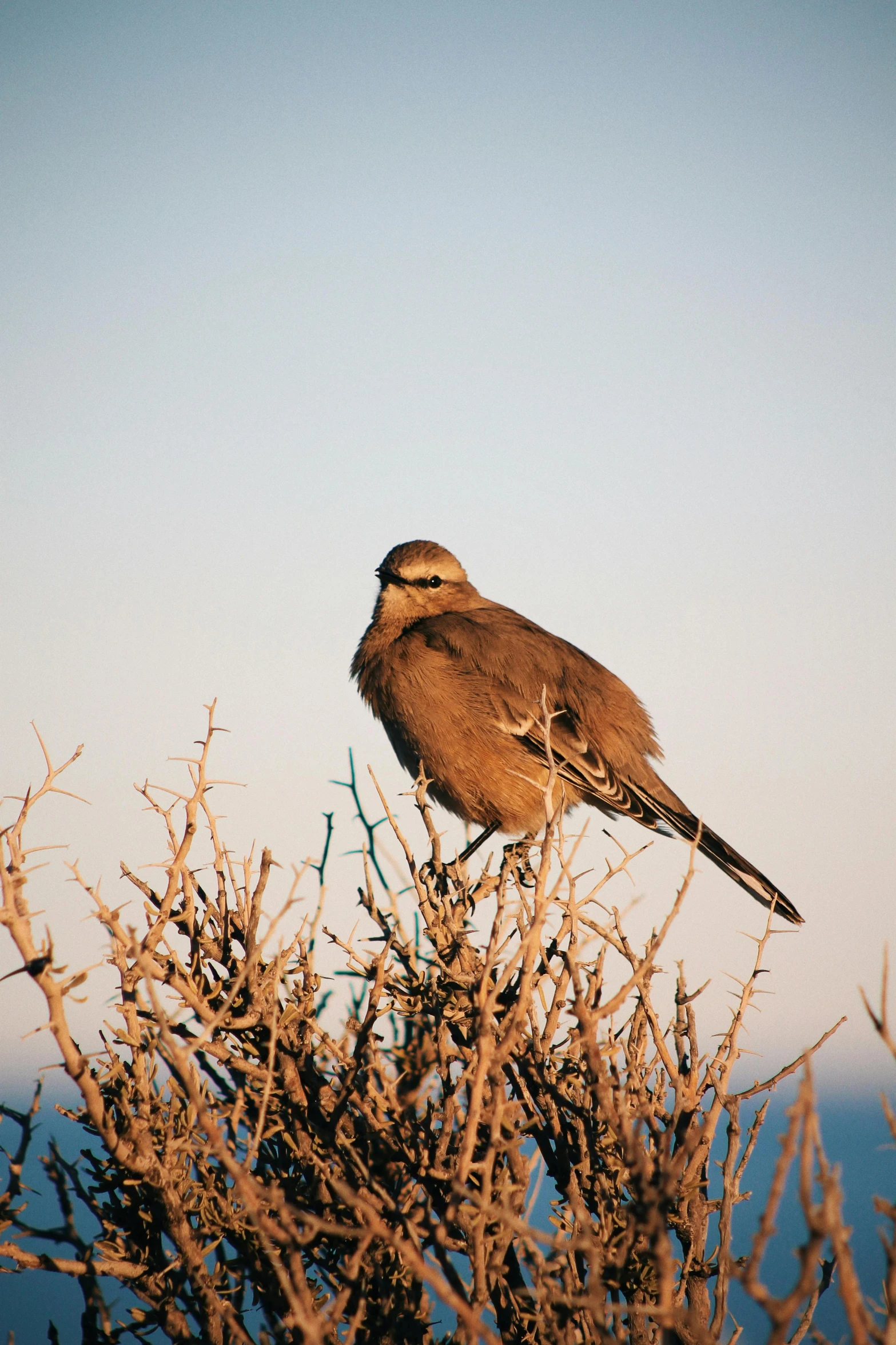 a bird is sitting on a tree nch